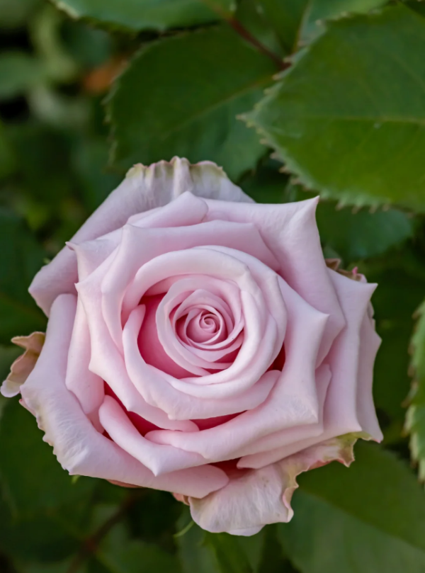 Lady Raphaela Rose Plant丨Your roses