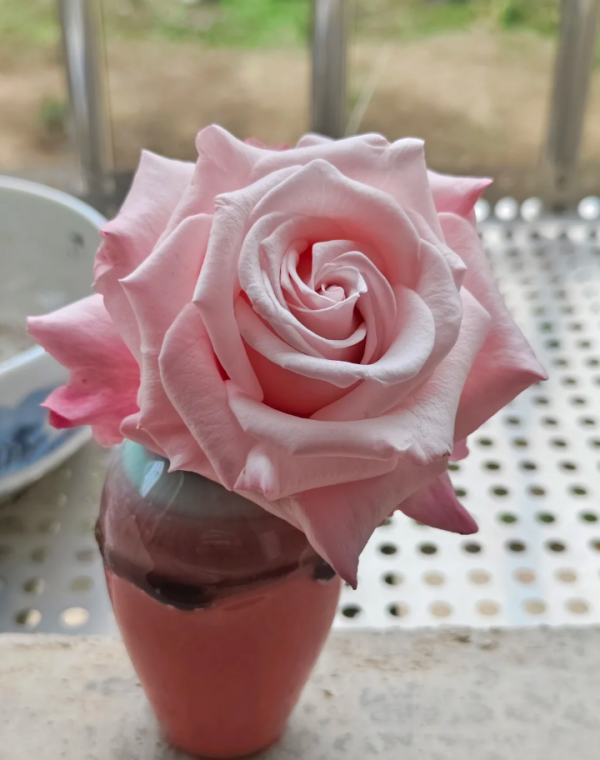 Lady Raphaela Roses丨Your roses