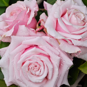 Lady Raphaela Rose丨Your roses
