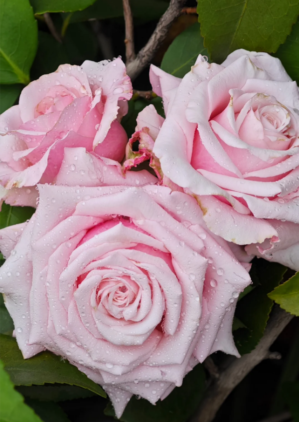 Lady Raphaela Rose丨Your roses