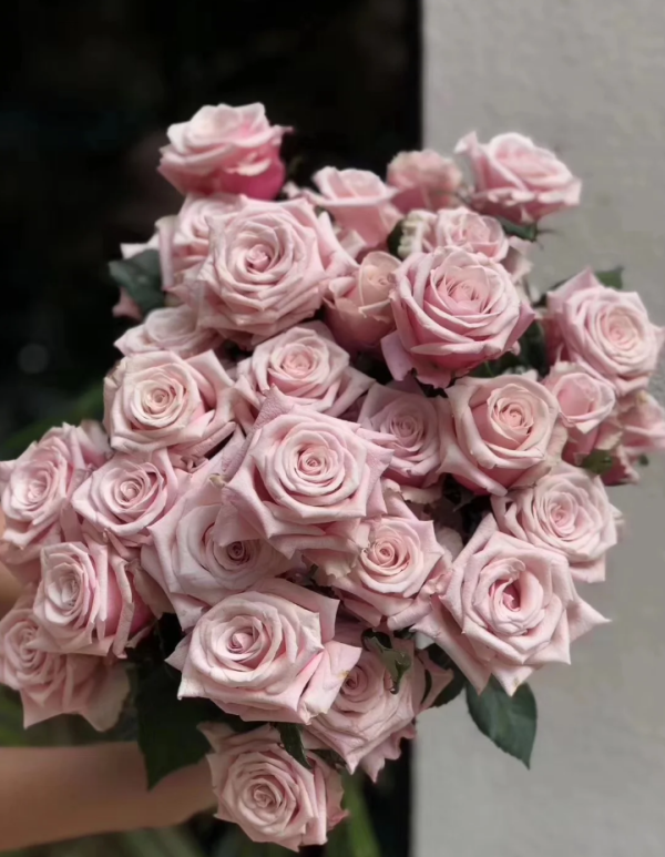 Lady Raphaela Rose for sale丨Your roses