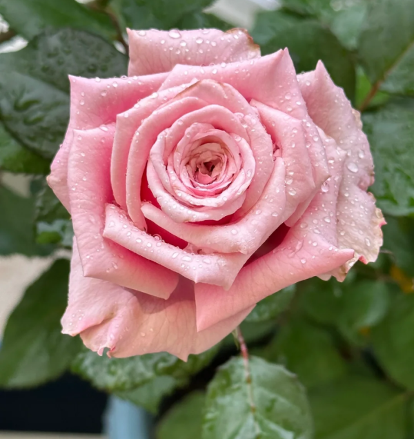 Lady Raphaela Roses for sale丨Your roses