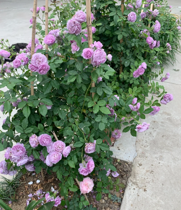 Lavender Veranda Rose丨Your roses