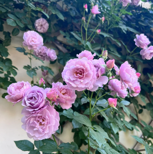 rose lavender flower circus for sale丨Your roses