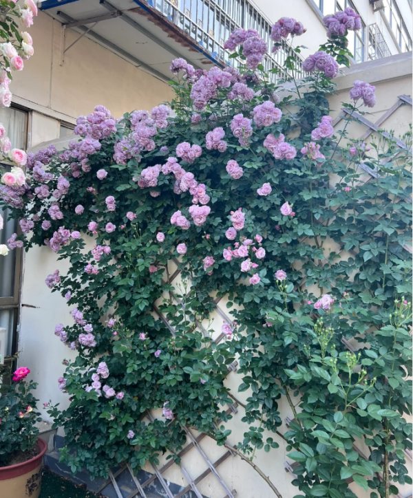 rose lavender flower circus丨Your roses