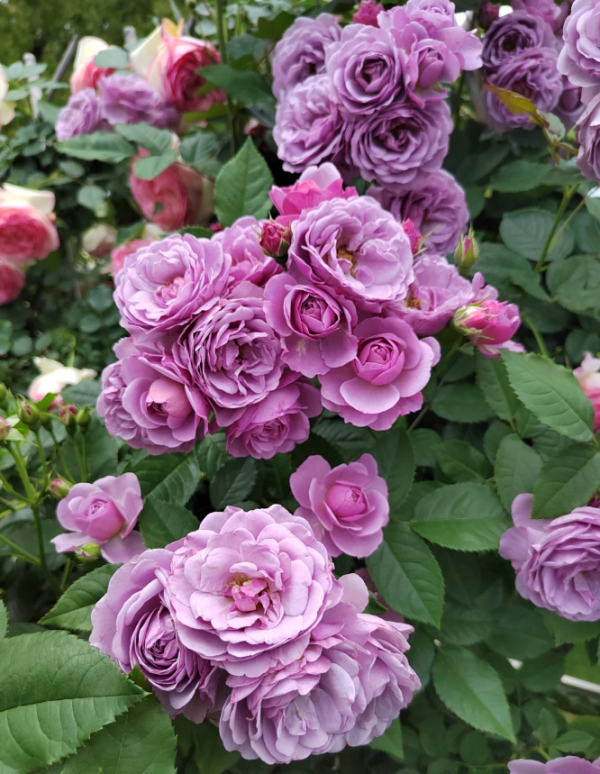 lavender flower circus rose丨Your roses