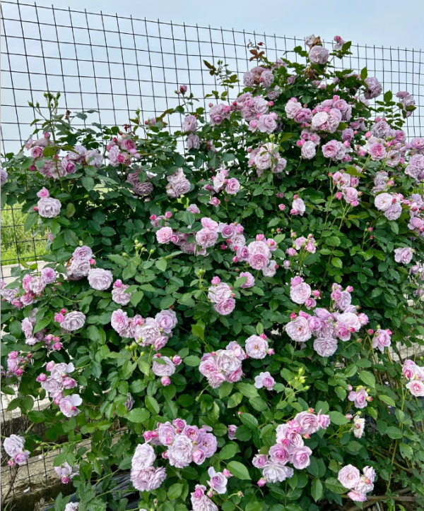 lavender flower circus rose for sale丨Your roses