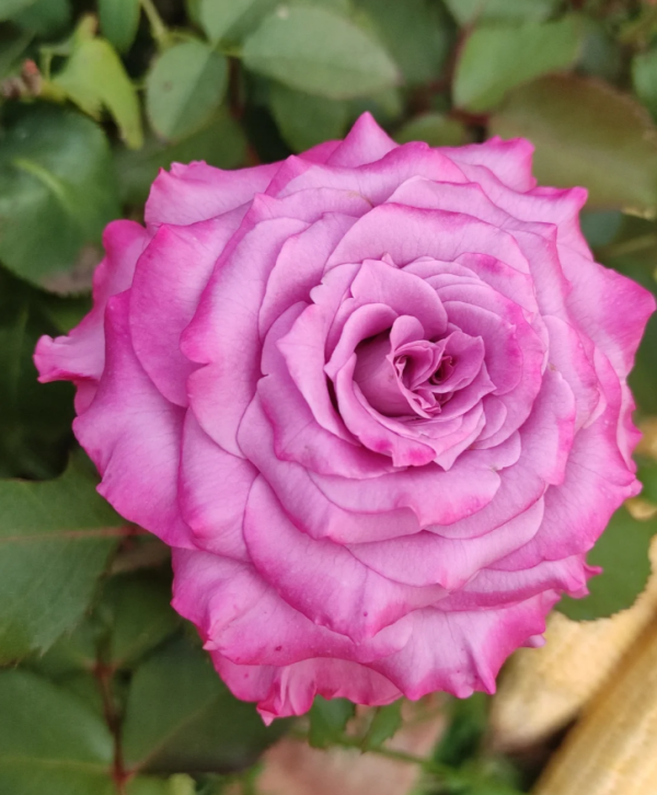 Maritim Roses丨Your roses