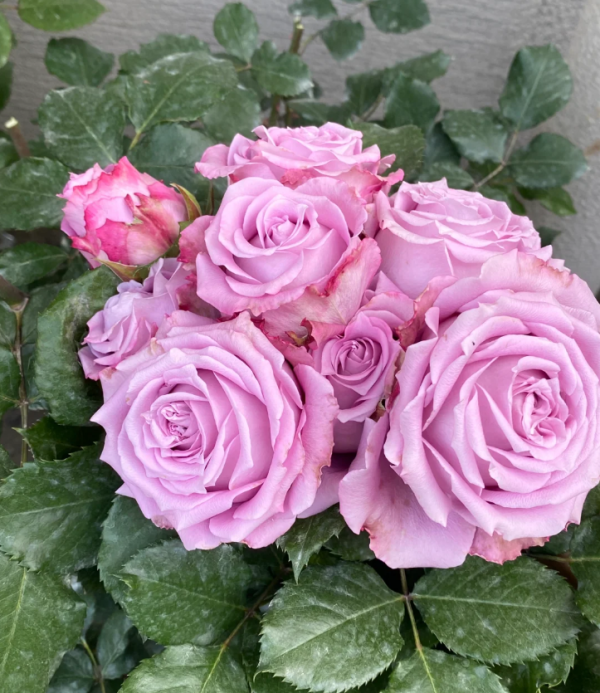 Maritim Rose for sale丨Your roses