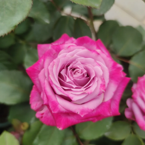 Maritim Rose丨Your roses