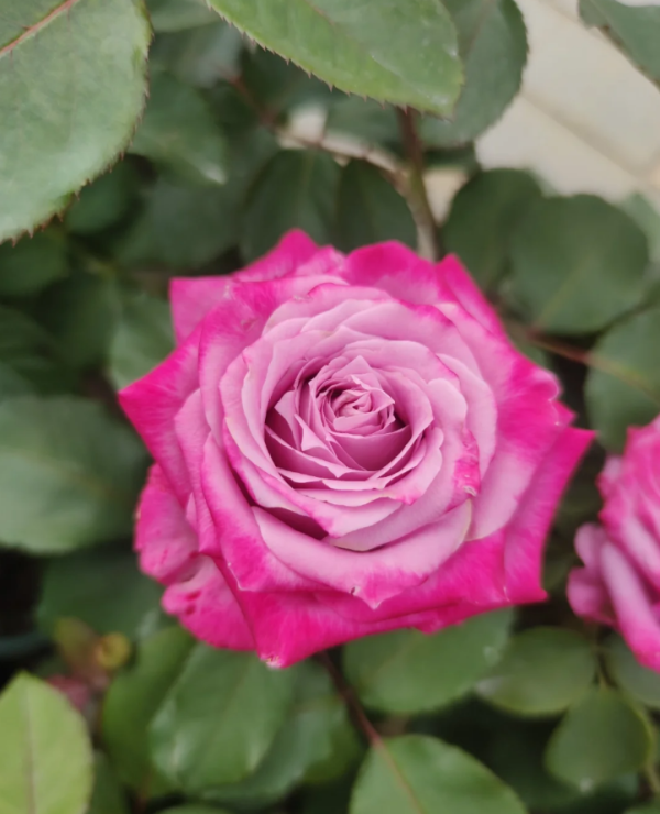 Maritim Rose丨Your roses