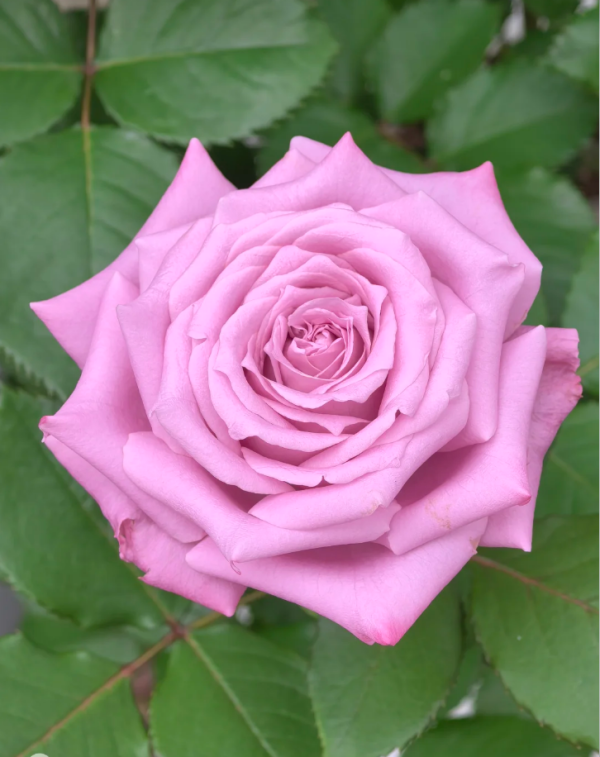 Maritim Rose丨Your roses