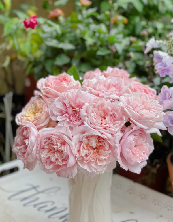 rose mauritia丨Your roses