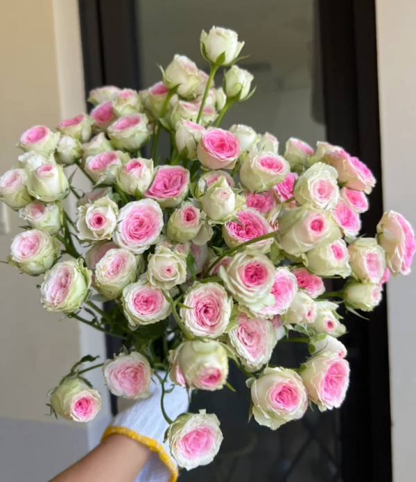 Mimi Eden Rose丨Your roses