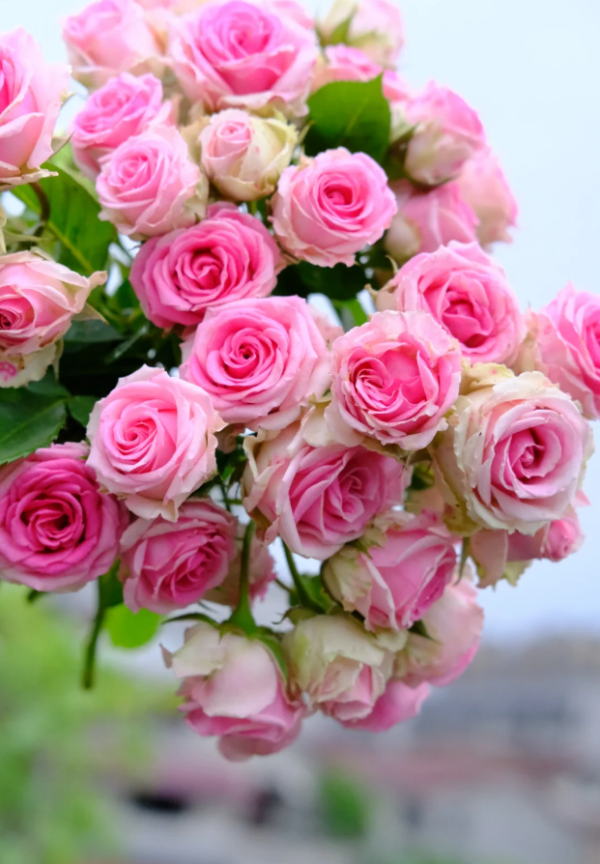 Mimi Eden Roses丨Your roses