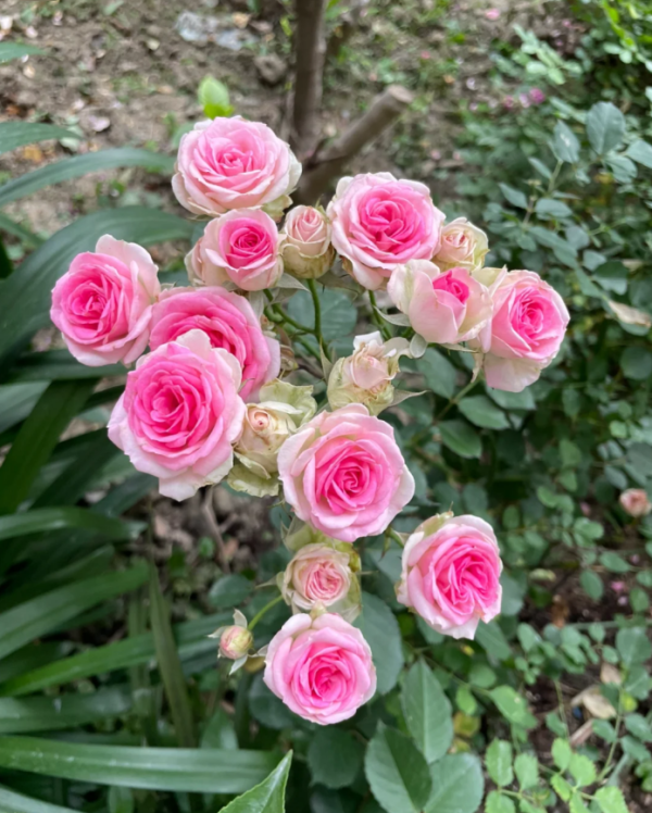 Cl.Mimi Eden Rose丨Your roses