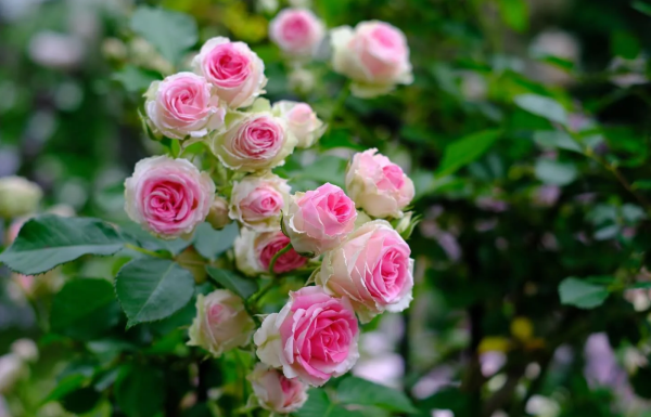Mimi Eden Rose for sale丨Your roses