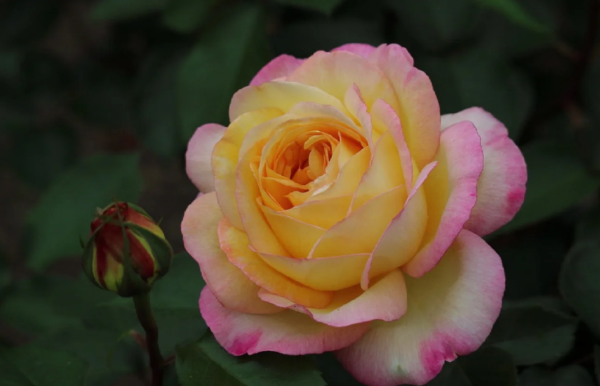 mitsouko rose丨Your roses