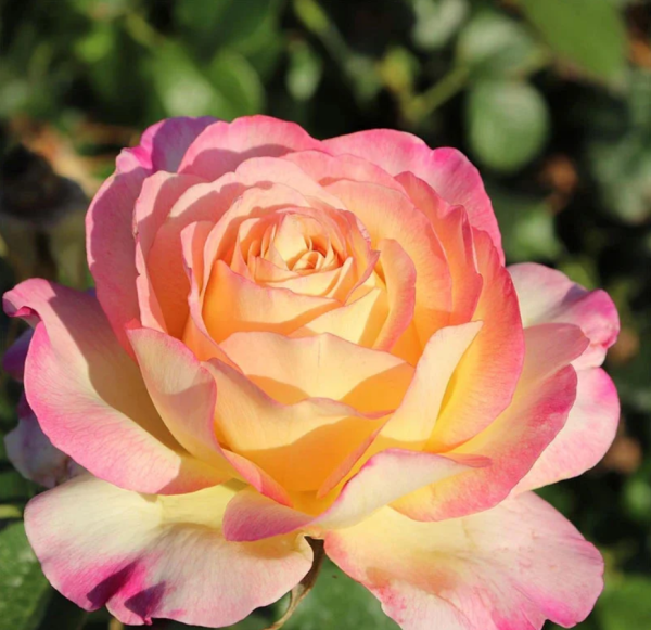 mitsouko rose plant丨Your roses