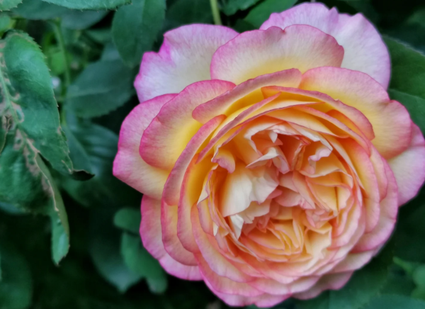 delbard roses mitsouko丨Your roses