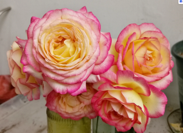 mitsouko rose for sale丨Your roses