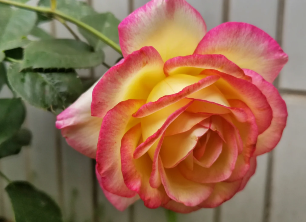 mitsouko roses丨Your roses