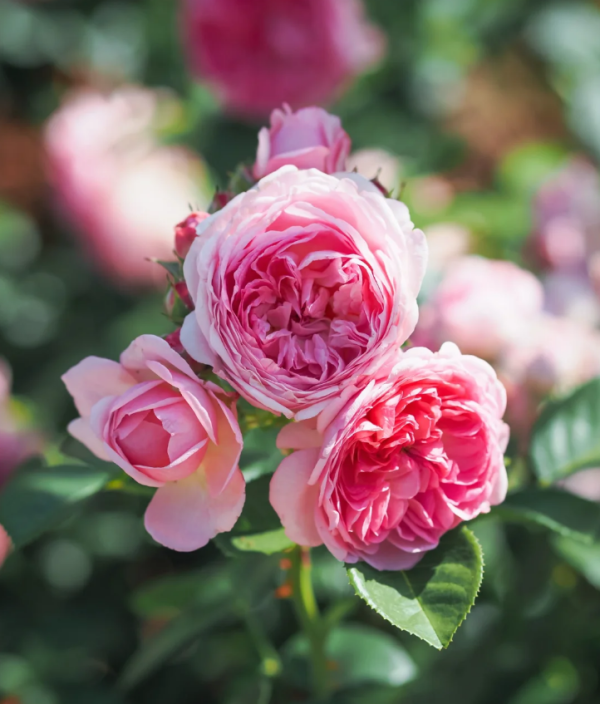 modern rose art丨Your roses