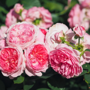 rose modern art丨Your roses