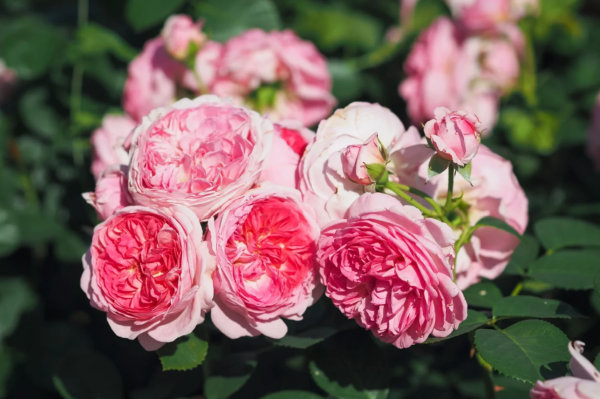 rose modern art丨Your roses