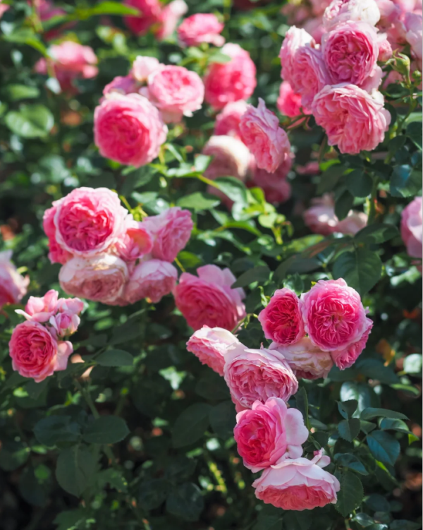 Modern Art Rose丨Your roses