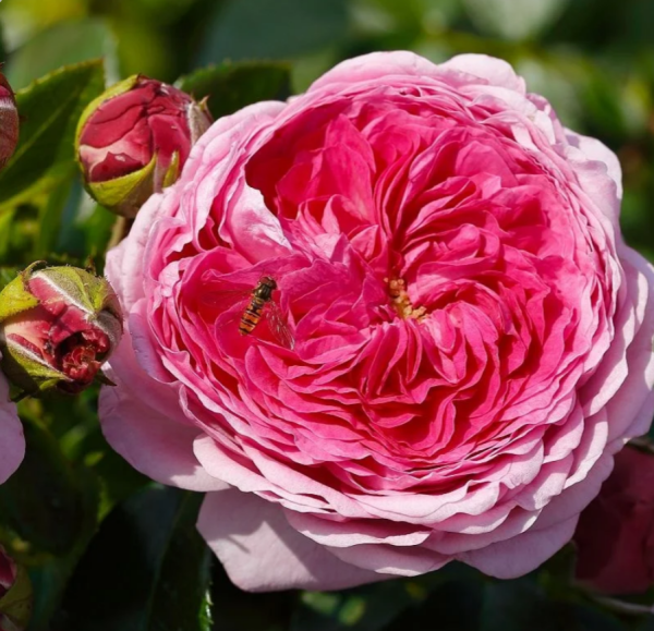 Modern Art Rose丨Your roses