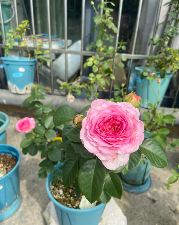 Modern Art Rose for sale丨Your roses