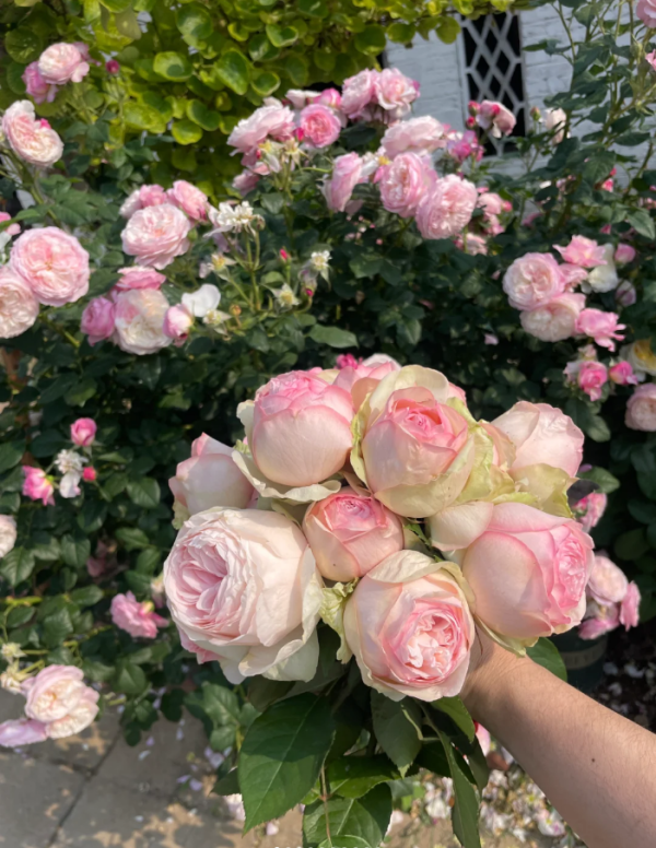 Mona Lisa Rose丨Your roses