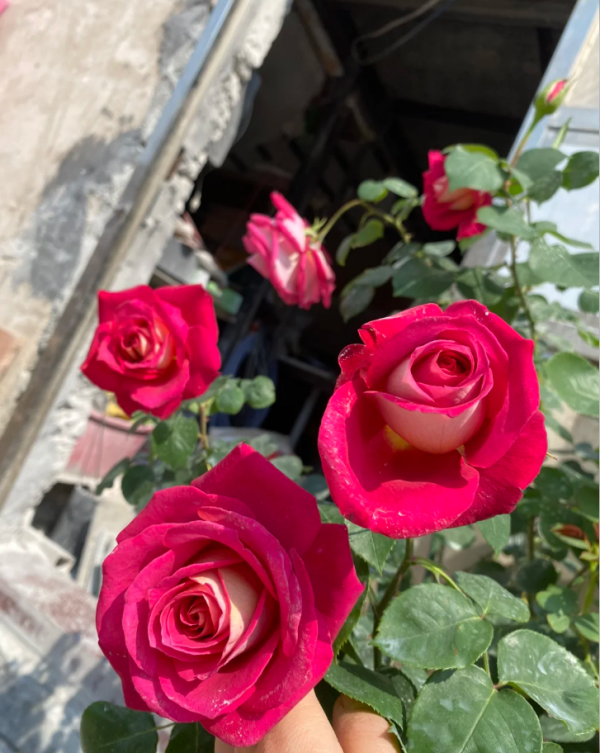 rosa monica bellucci丨Your roses