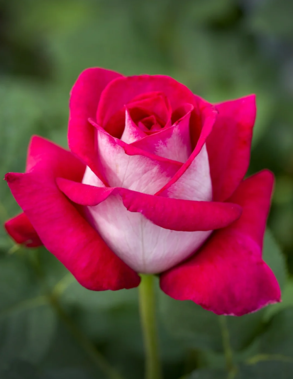Monica Bellucci Rose丨Your roses