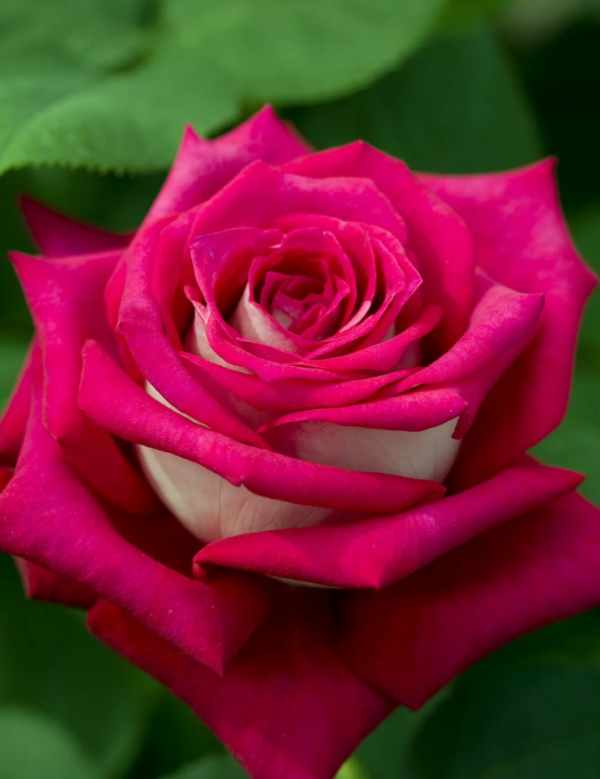 rosa monica bellucci丨Your roses