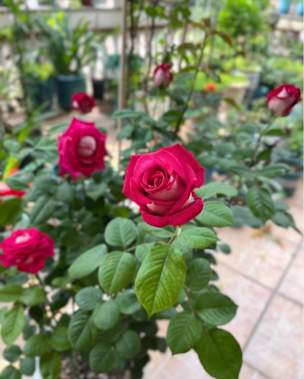 rose monica bellucci丨Your roses