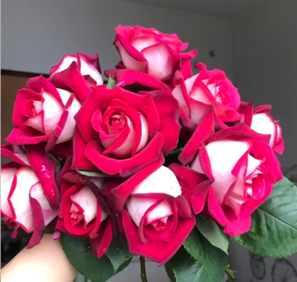 monica bellucci rose plant丨Your roses