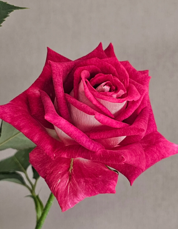 rosa monica bellucci丨Your roses