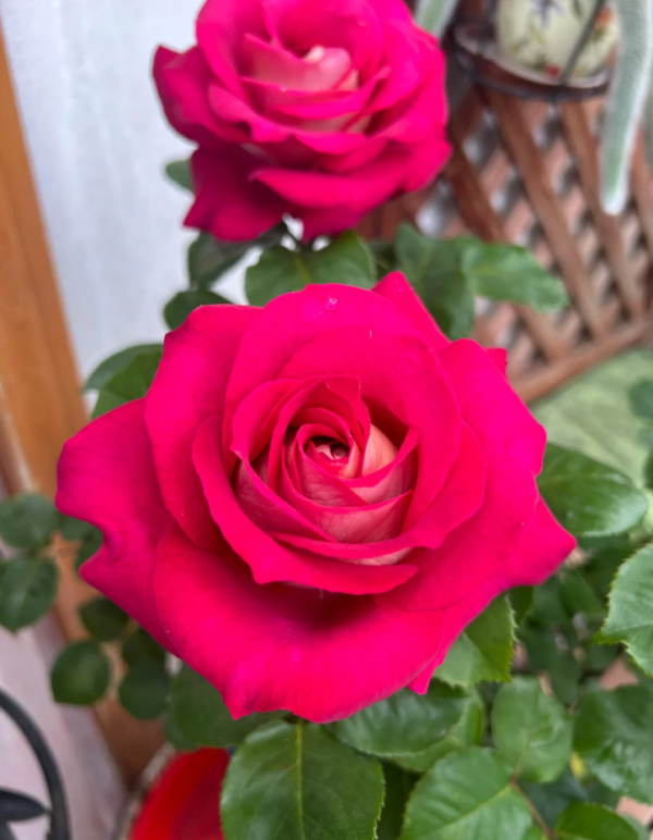 Monica Bellucci Rose for sale丨Your roses