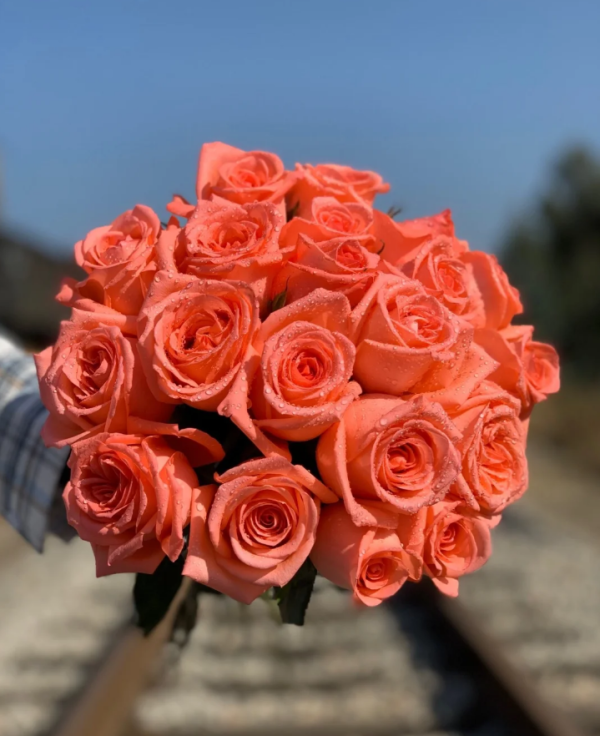 TANeivom Rose for sale丨Your roses