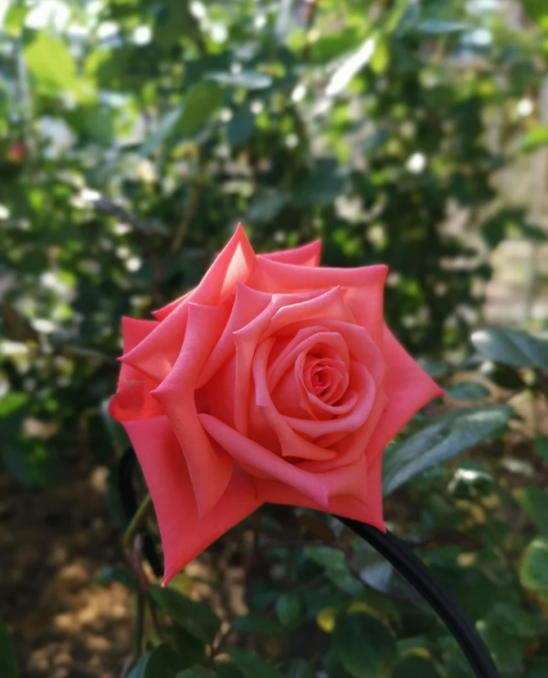 Movie Star Rose for sale丨Your roses