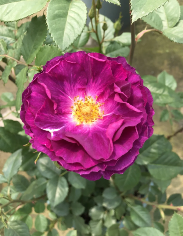 Mystérieuse Rose丨Your roses