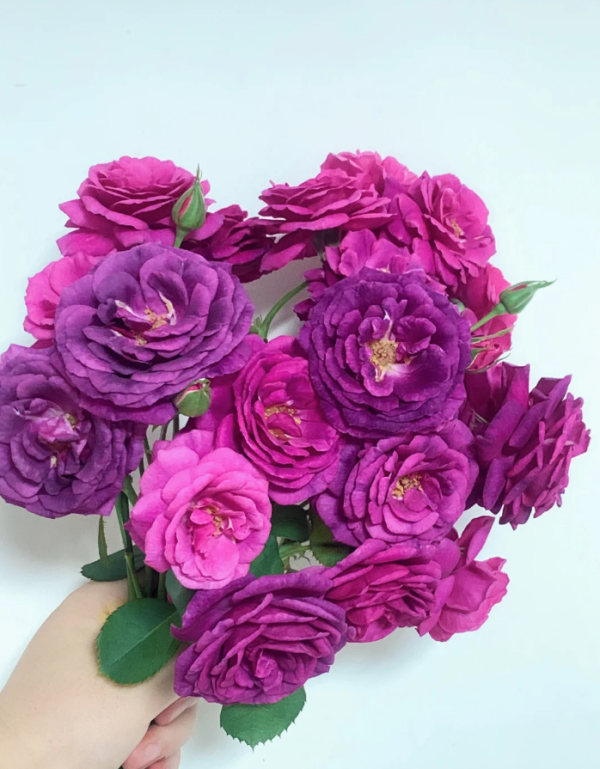 Mystérieuse Rose for sale丨Your roses