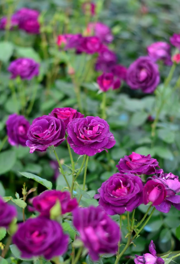 Mystérieuse Rose plant丨Your roses