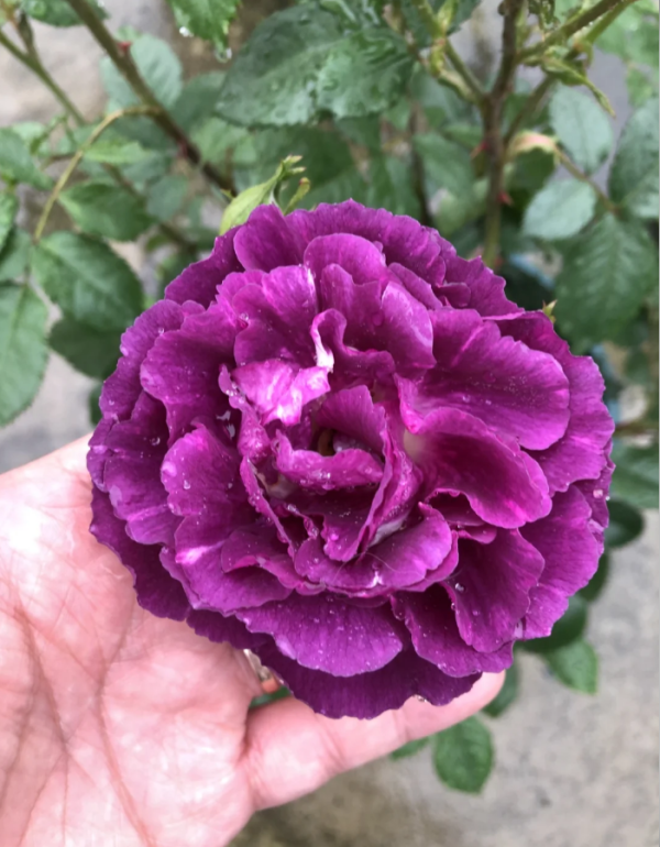 DORmyst Rose丨Your roses