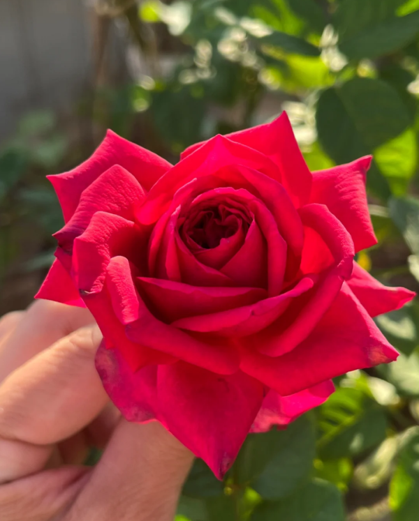 Erwin Meier Senior Rose