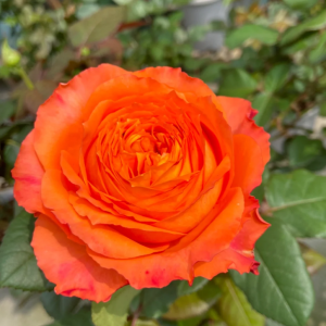 Orange Romantica Rose丨Your roses