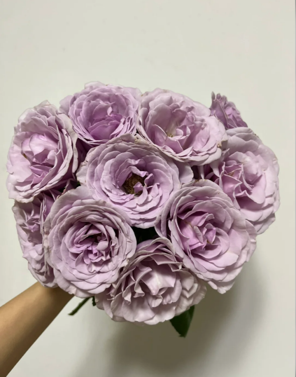 Pacific Blue Rose for sale丨Your roses