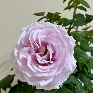 Pacific Blue Rose丨Your roses